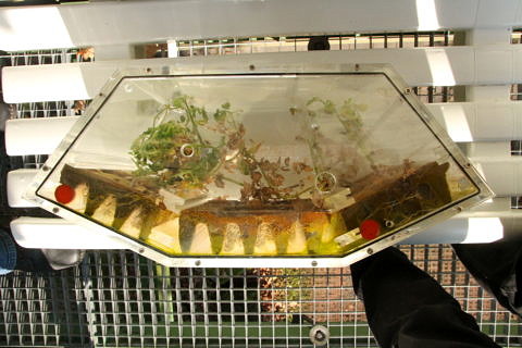 Towards entry "Tomatoes in space"