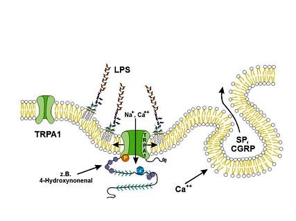 Towards entry "Bacterial toxins – a direct cause of pain and inflammation"