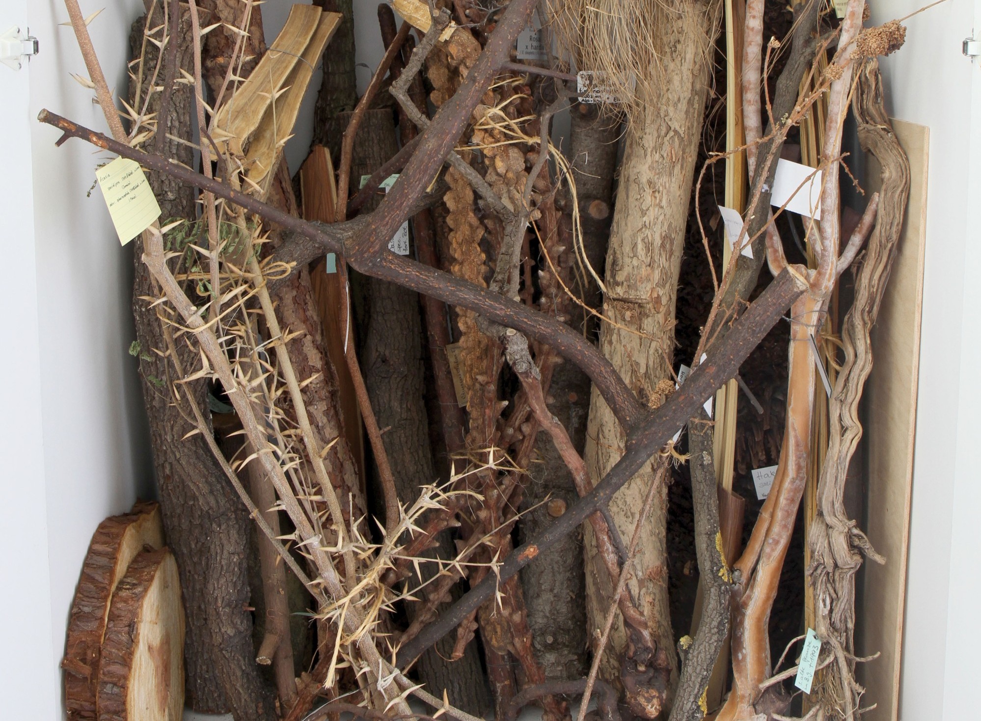 Cabinet with various woods in the botanical teaching collection (Image: Georg Pöhlein)
