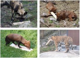 Towards entry "Why the metallic smell of blood attracts predators"