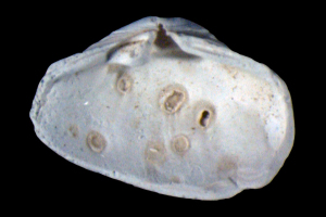 Towards entry "Increased distribution of parasites due to climate change"