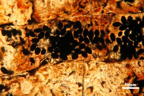 Towards entry "A piece of the Earth's history hidden in the intestine"