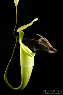 Towards entry "Carnivorous plants attract bats with echo reflectors"