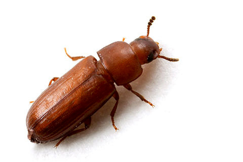 Towards entry "FAU researchers analyse beetle genes"