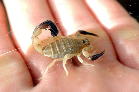 Towards entry "Treating brain tumours with traditional Chinese medicine"