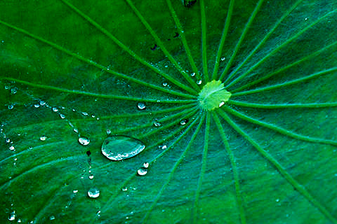 Towards entry "Lotus effect for organic liquids"