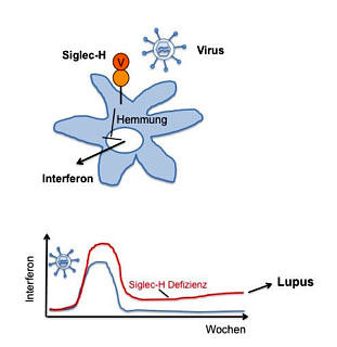 Towards entry "How viral infection could cause an autoimmune disease"