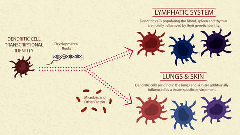 Towards entry "Guards of the human immune system unraveled"