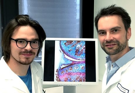 Towards entry "Hibernating control cells or  why inflammations become chronic"