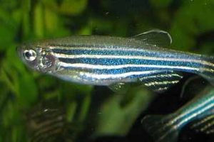 Towards entry "Could humans regenerate from heart problems like the zebrafish?"