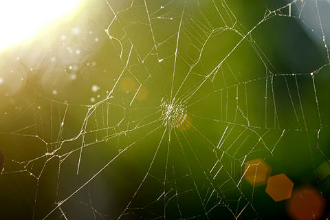 Towards entry "A heart made of spider silk"