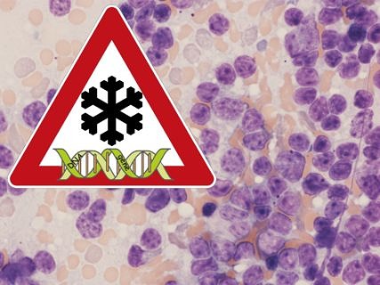 Towards entry "Making headway in infant leukaemia research"