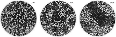 Towards entry "Physicists at FAU demonstrate demixing behaviour of rotating particles"