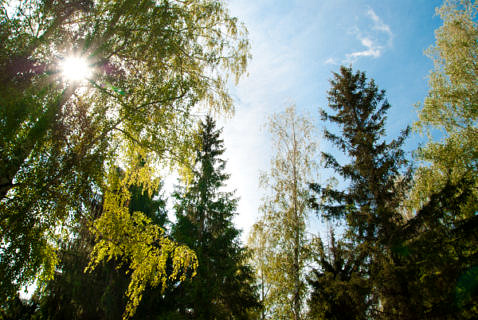 Towards entry "If only trees could speak – what trees, society and water have to say about the climate"