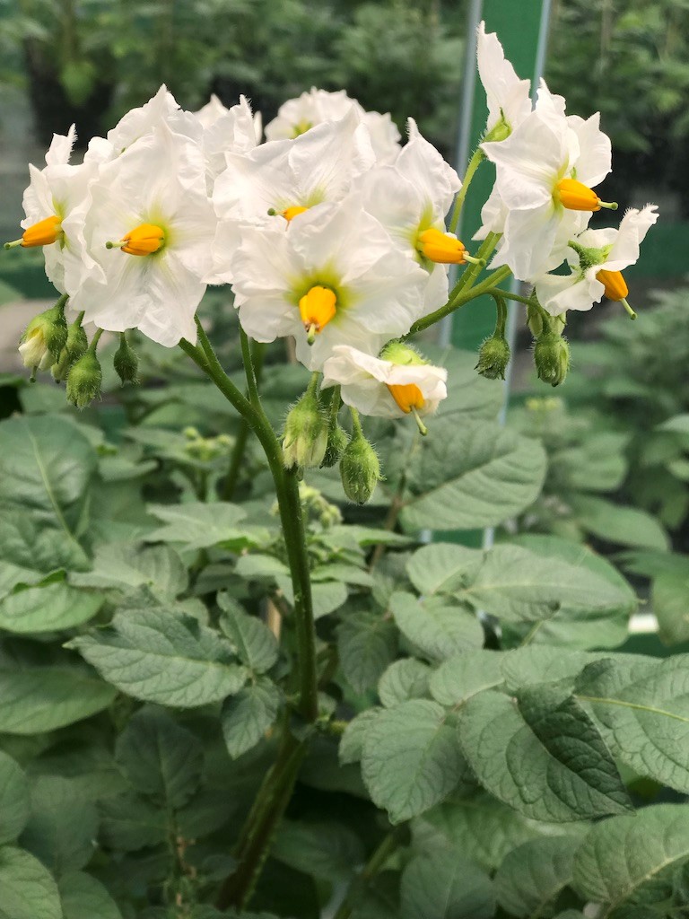 A team of biochemists at FAU led by Prof. Dr. Uwe Sonnewald have discovered why potato plants form significantly lower numbers of tubers or sometimes none at all at higher temperatures. A small RNA is responsible for this effect. They have even succeeded in deactivating this RNA to create potato plants that are resistant to high temperatures (image: FAU/Rabih Mehdi).