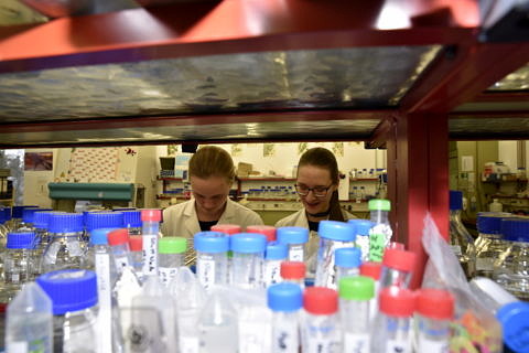 Towards entry "Fighting bowel cancer with proteins"