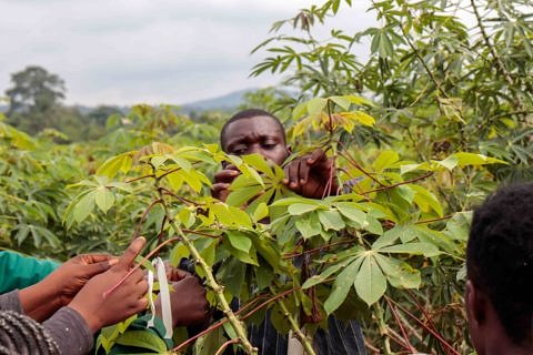 Towards entry "Boosting crop yield to combat hunger"
