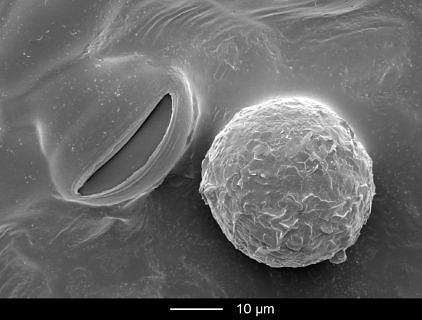 Towards entry "Effective crop protection in organic vineyards"