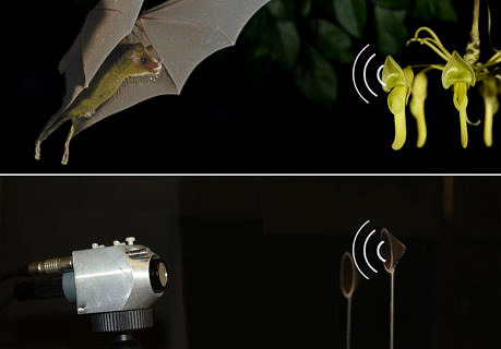 Towards entry "Researchers discover bioinspired signs to make robot navigation more efficient"