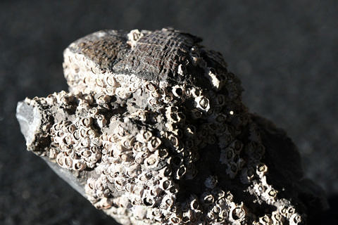 Towards entry "Global warming and extinction risk"