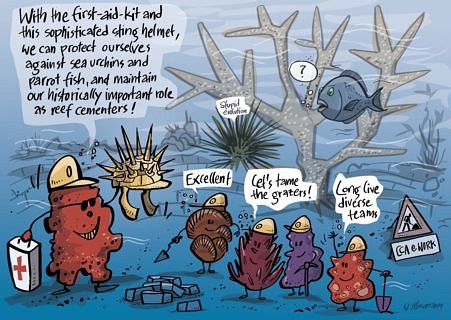 Towards entry "FAU researchers prove vital role of coralline red algae for coral reefs"