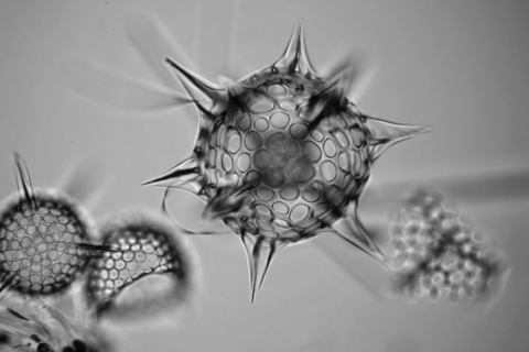 Towards entry "New method for detecting changes in ecosystems"