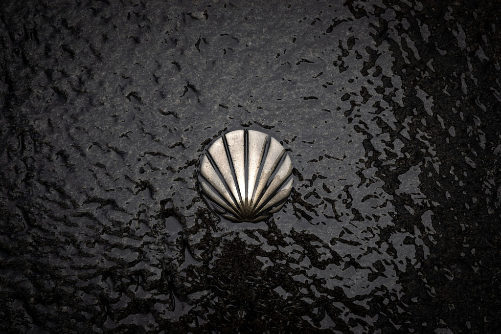 A shell on black backround