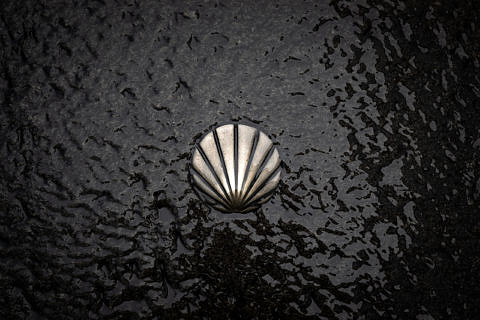 A shell on black backround
