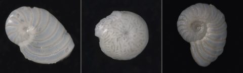 Towards entry "Cooling periods cause evolutionary surges"