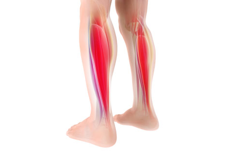 Towards entry "How our muscles work"