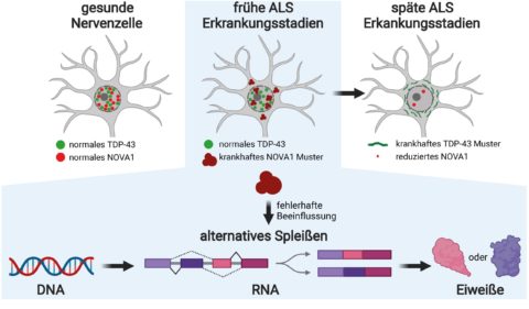 Towards entry "ALS: Early disease mechanisms discovered"
