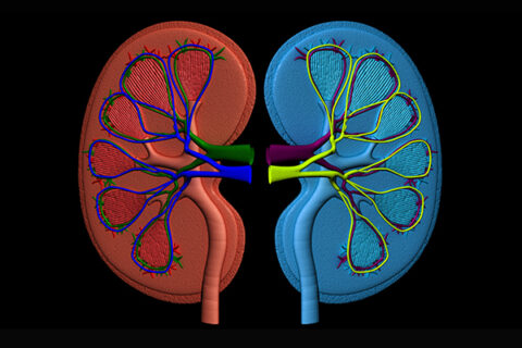 Kidneys
