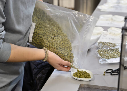 At the same time, the hops are prepared and weighed. Different hop varieties are used depending on the recipe. After removing the malt pipe from the Braumeister, the wort boiling process begins, during which the hops are gradually added (no photo). (Photo: FAU/Harald Sippel)