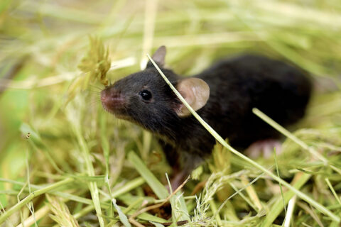 Towards entry "New approach to boost reliability of findings from animal experiments"